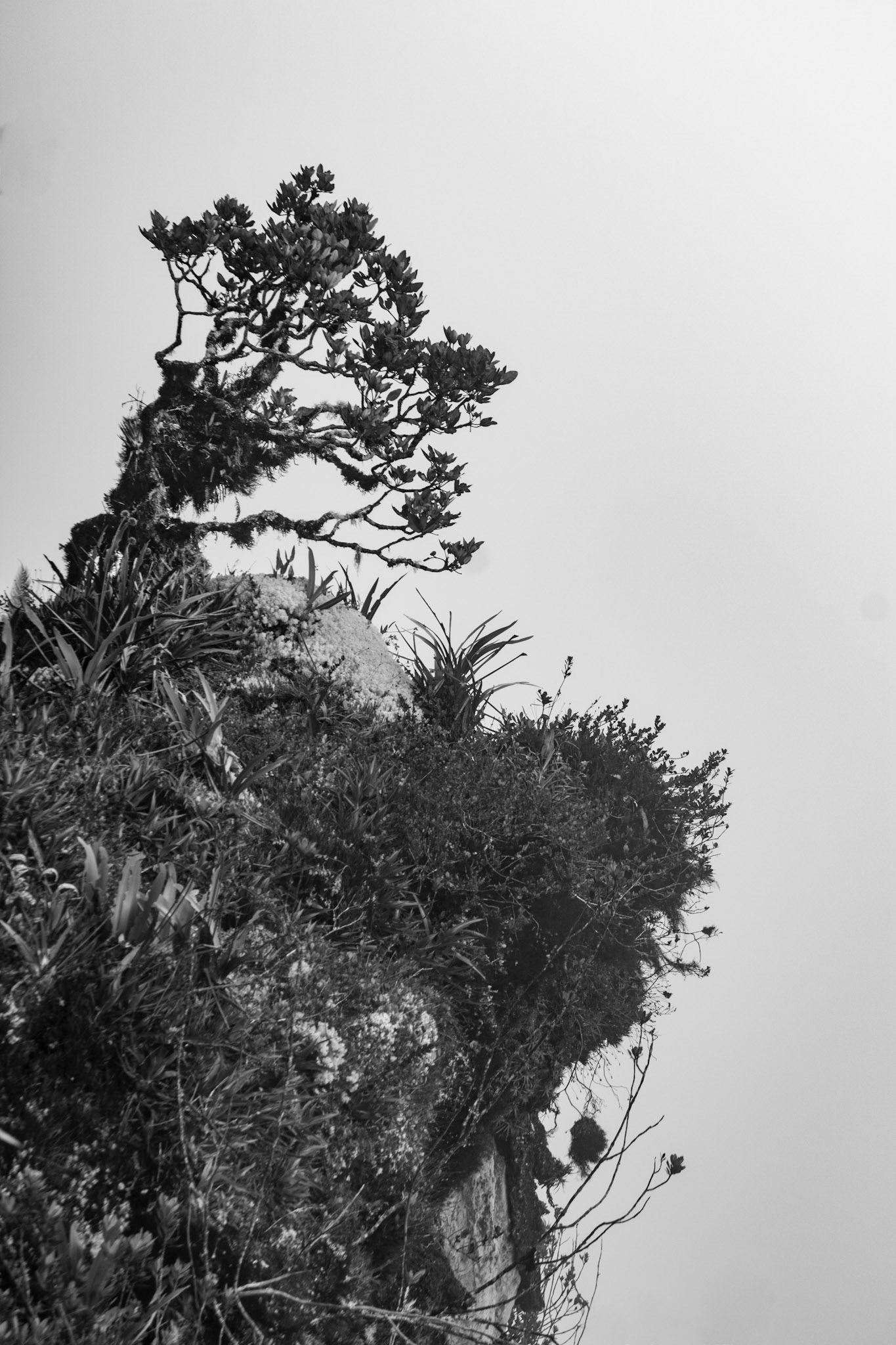 ENDEMICO I