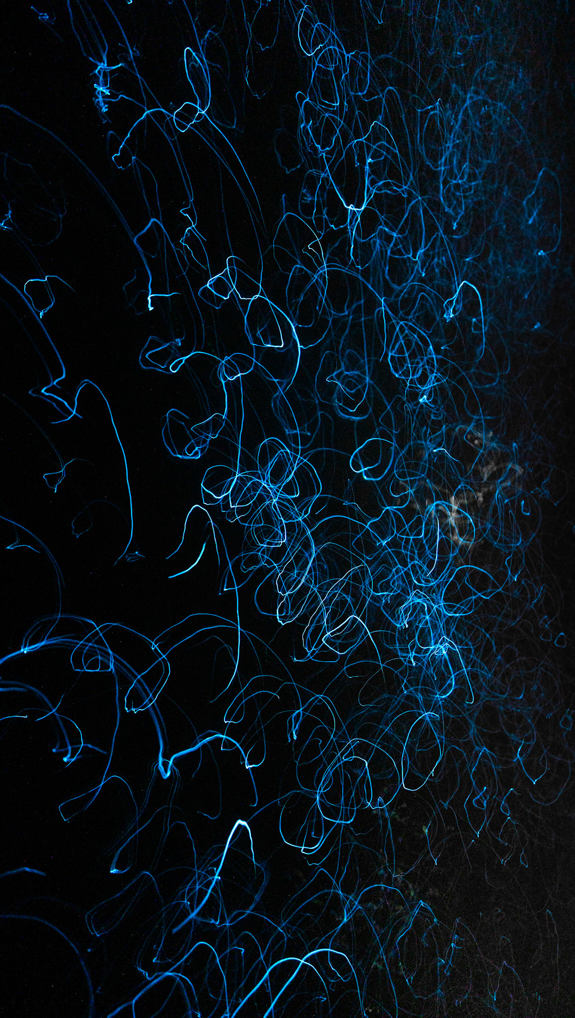 BIOLUZ