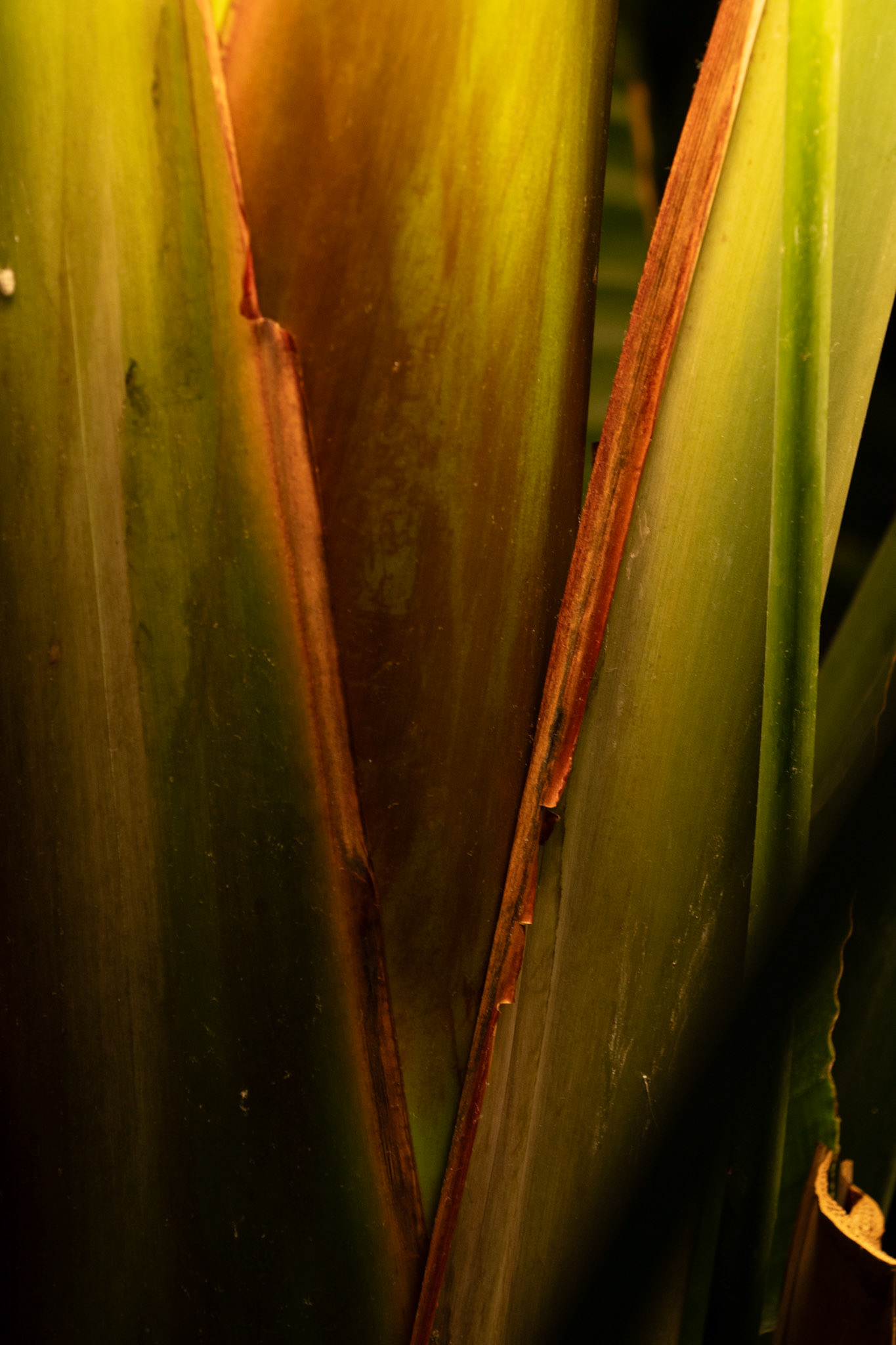 PORTAL