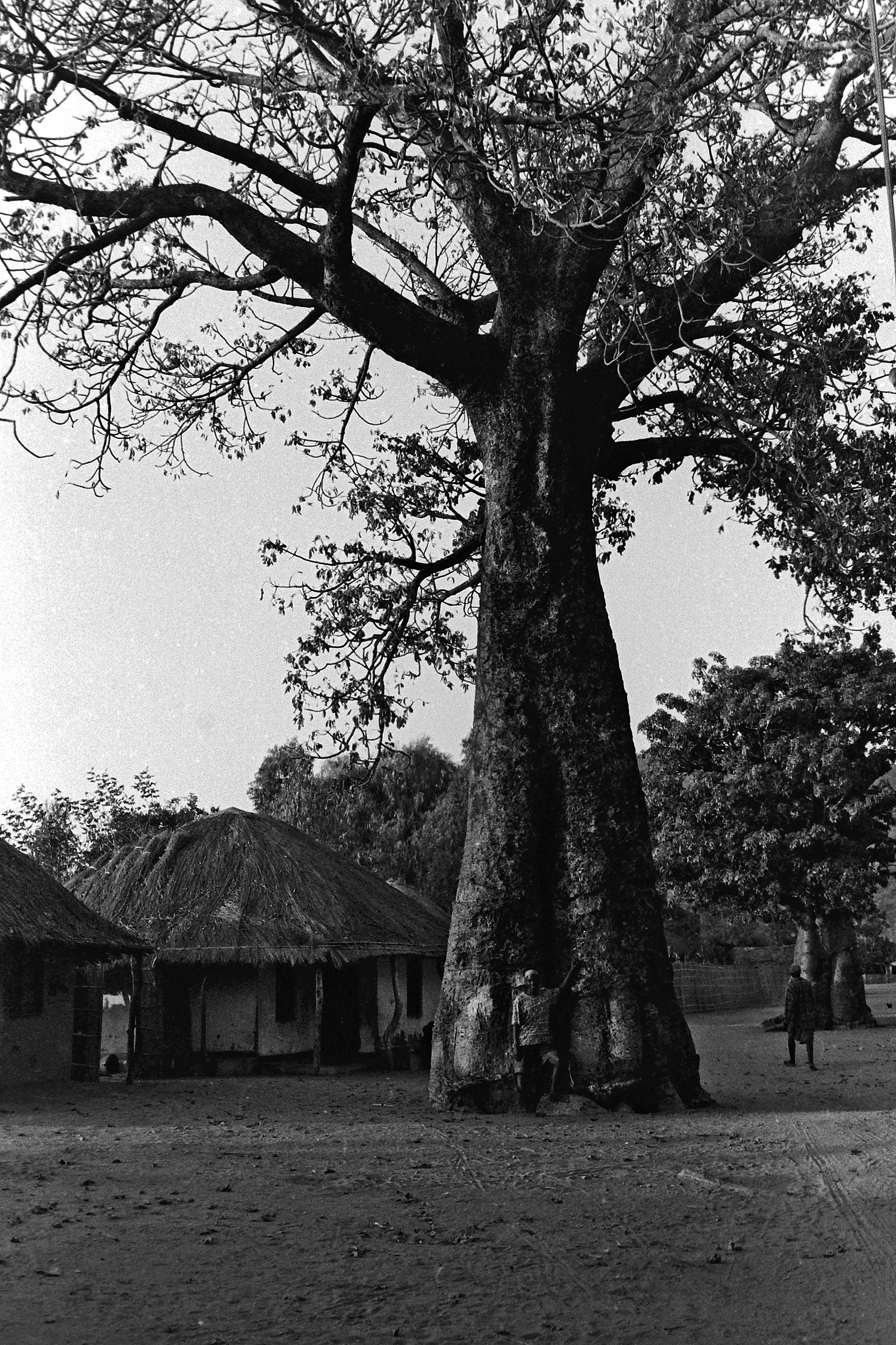 Boabab Tree-Malawi Black And White