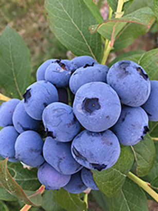 Our berries – Blue Royal