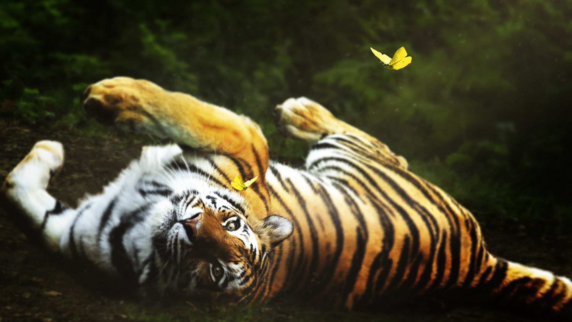 Dancing Butterflies