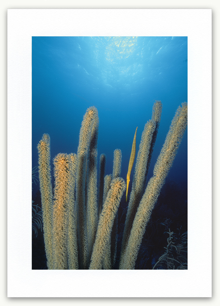 Steve Hanson Diver Photographer Trumpetfish and Sea rod Art print Seven Seas Photos