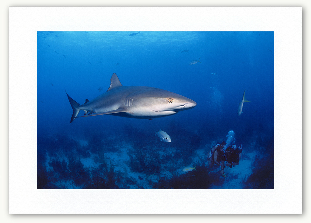Steve Hanson Shark and divers Art print Seven Seas Photos