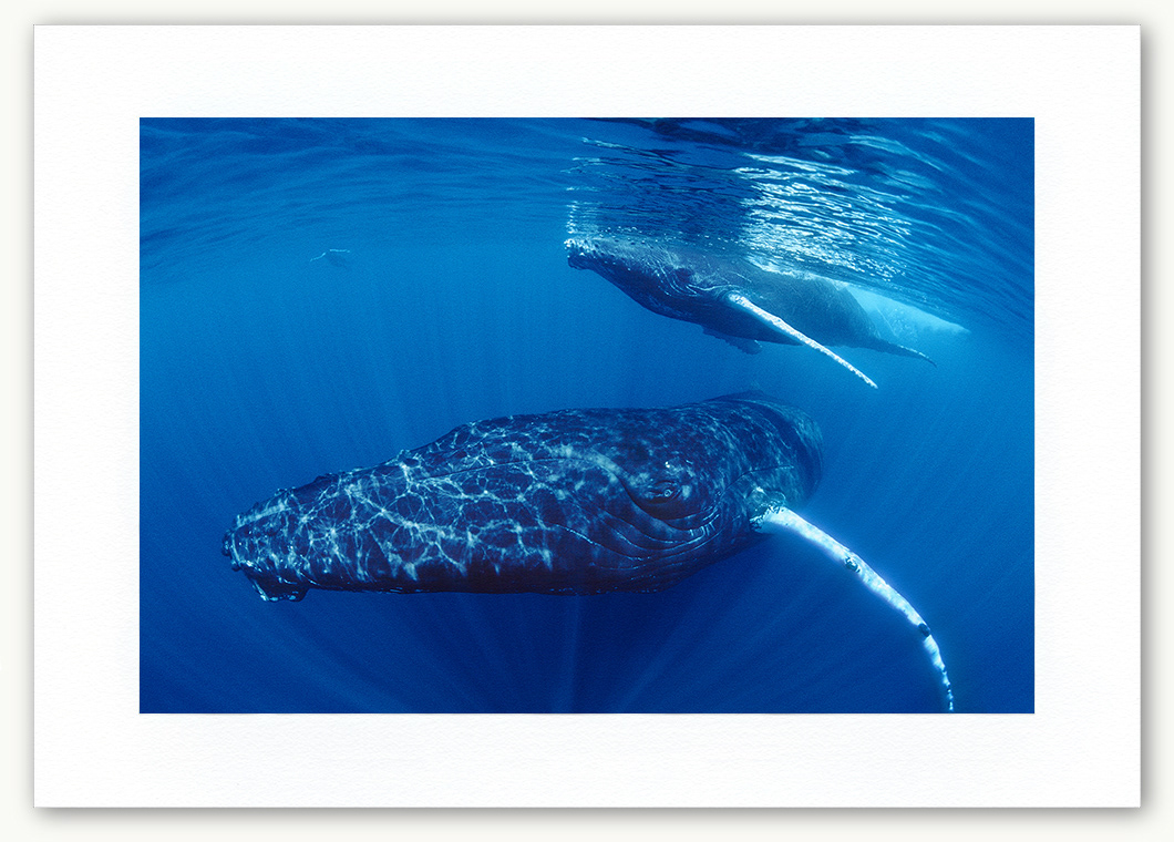 Steve Hanson Diver Photographer Humpback whale mother and calf Art print Seven Seas Photos