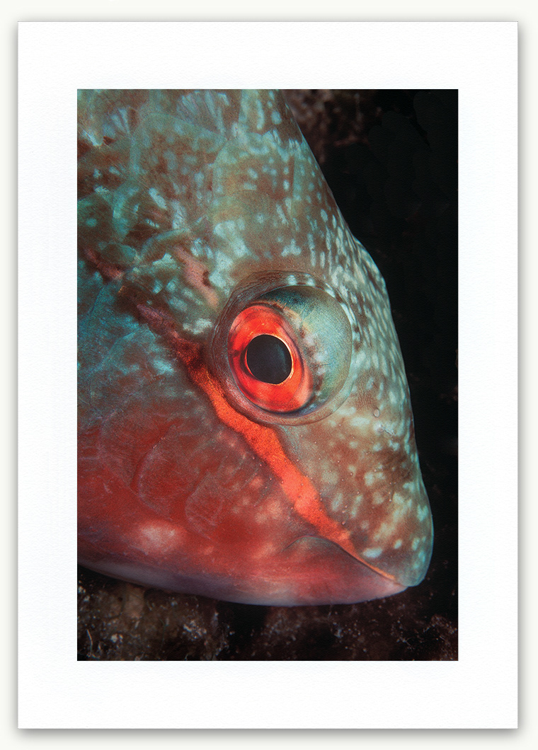 Steve Hanson Diver Photographer Juvenile Parrotfish Art print Seven Seas Photos