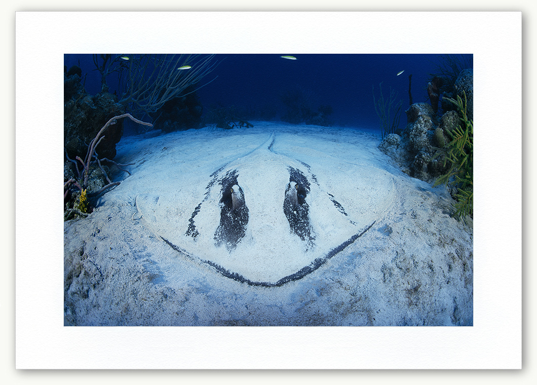 Steve Hanson Diver Photographer Southern stingray Art print Seven Seas Photos