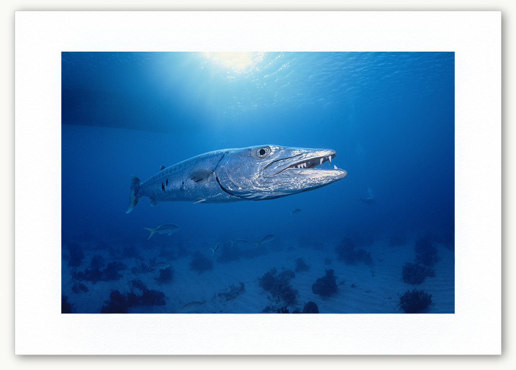 Steve Hanson Diver Photographer Great Barracuda Art print Seven Seas Photos