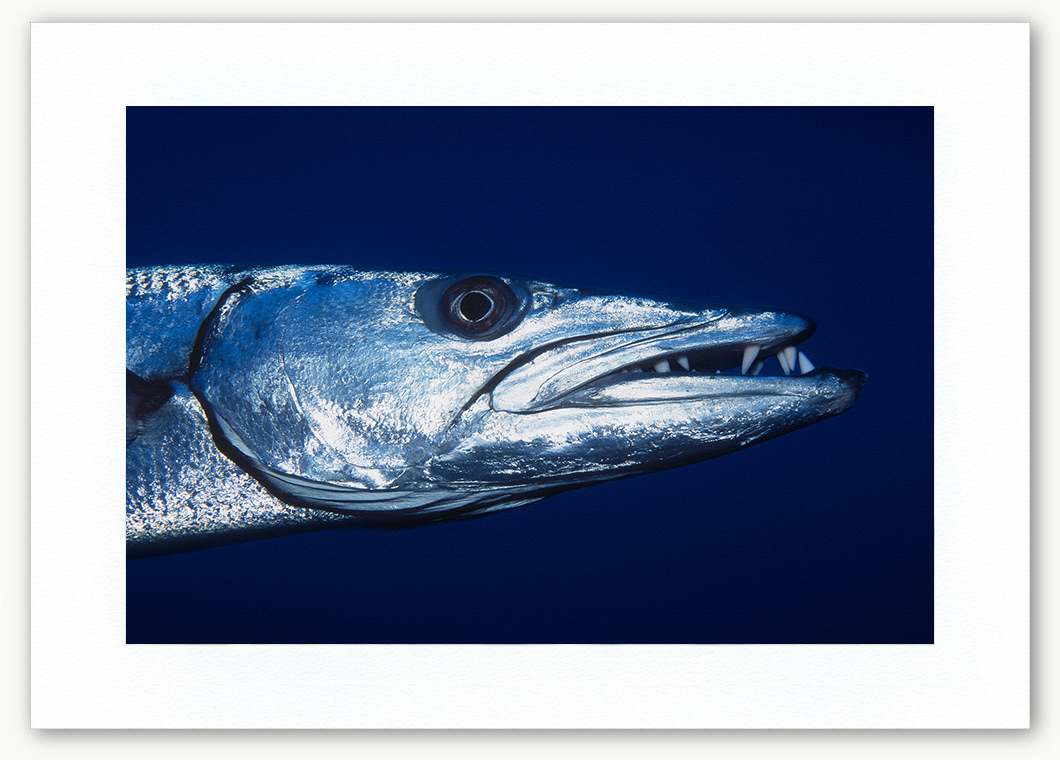 Steve Hanson Diver Photographer Great Barracuda Art print Seven Seas Photos