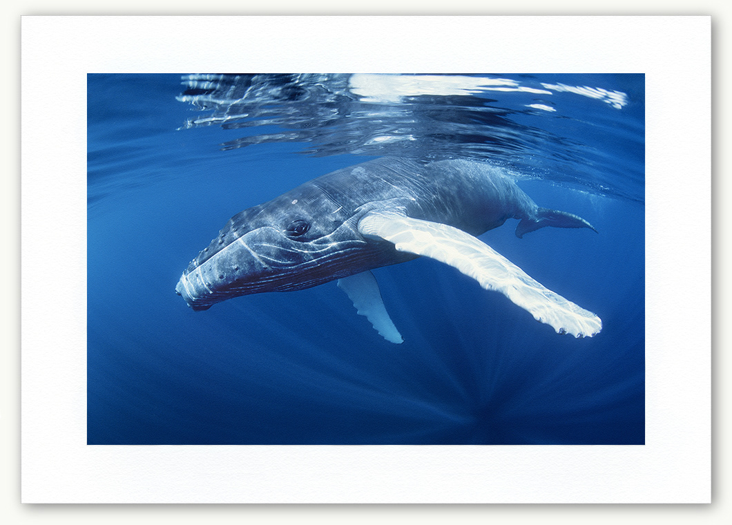 Steve Hanson Diver Photographer Humpback whale calf Art print Seven Seas Photos