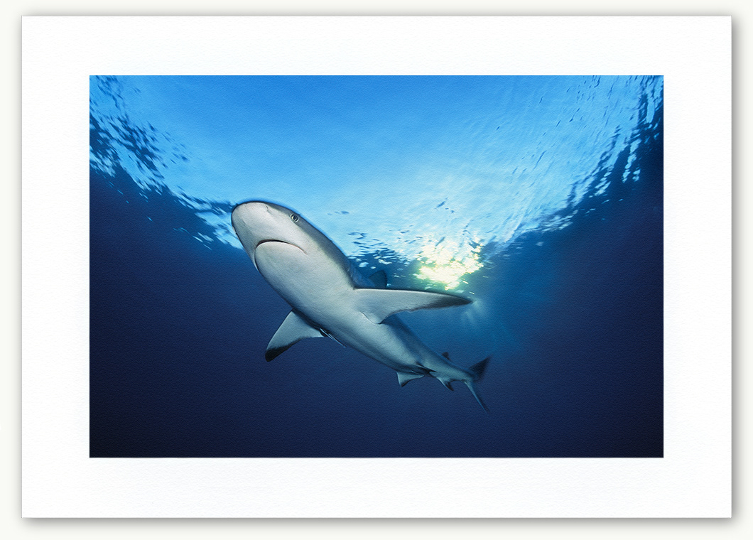 Steve Hanson Diver Photographer Caribbean reef shark Art print Seven Seas Photos