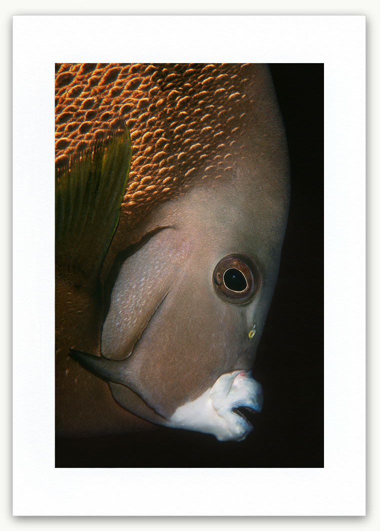 Steve Hanson Diver Photographer Grey Angelfish Art print Seven Seas Photos