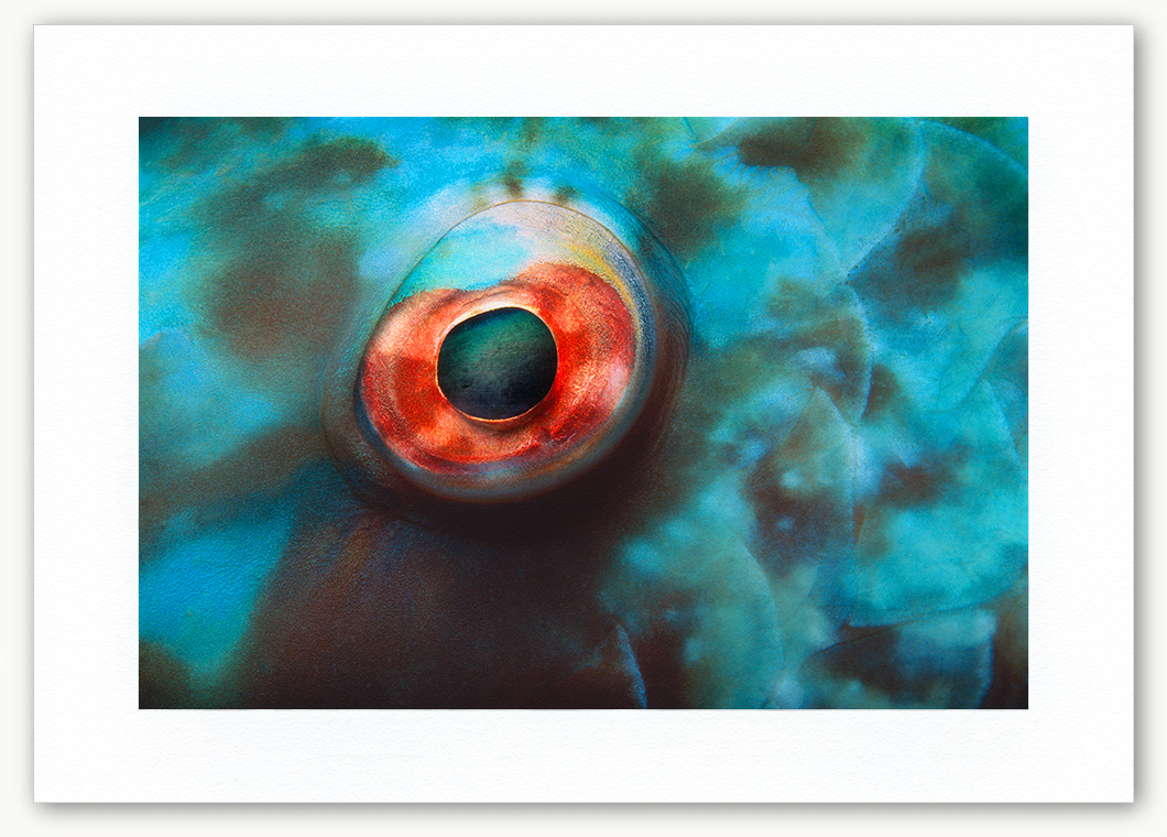 Steve Hanson Diver Photographer Parrotfish eye Art print Seven Seas Photos