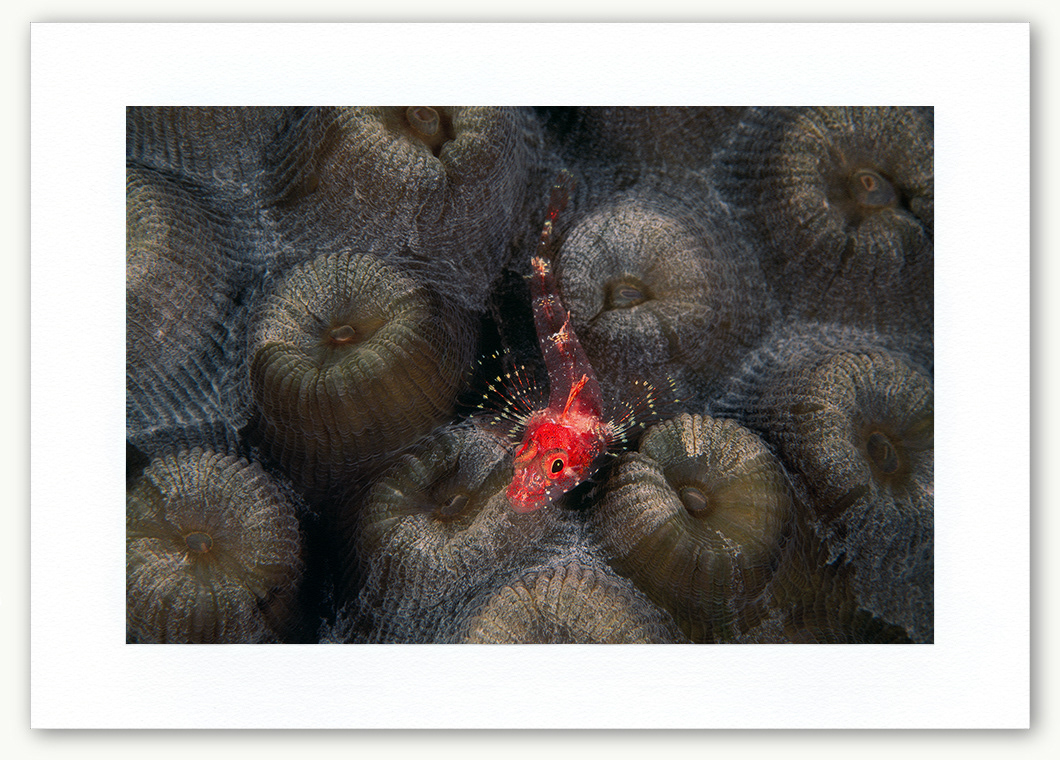 Steve Hanson Diver Photographer Triplefin Blenny Art print Seven Seas Photos