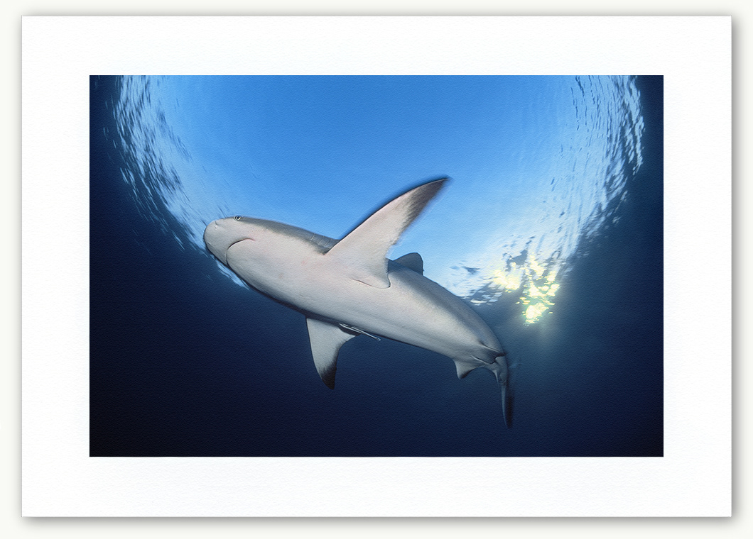Steve Hanson Diver Photographer Shark at sunset Art print Seven Seas Photos
