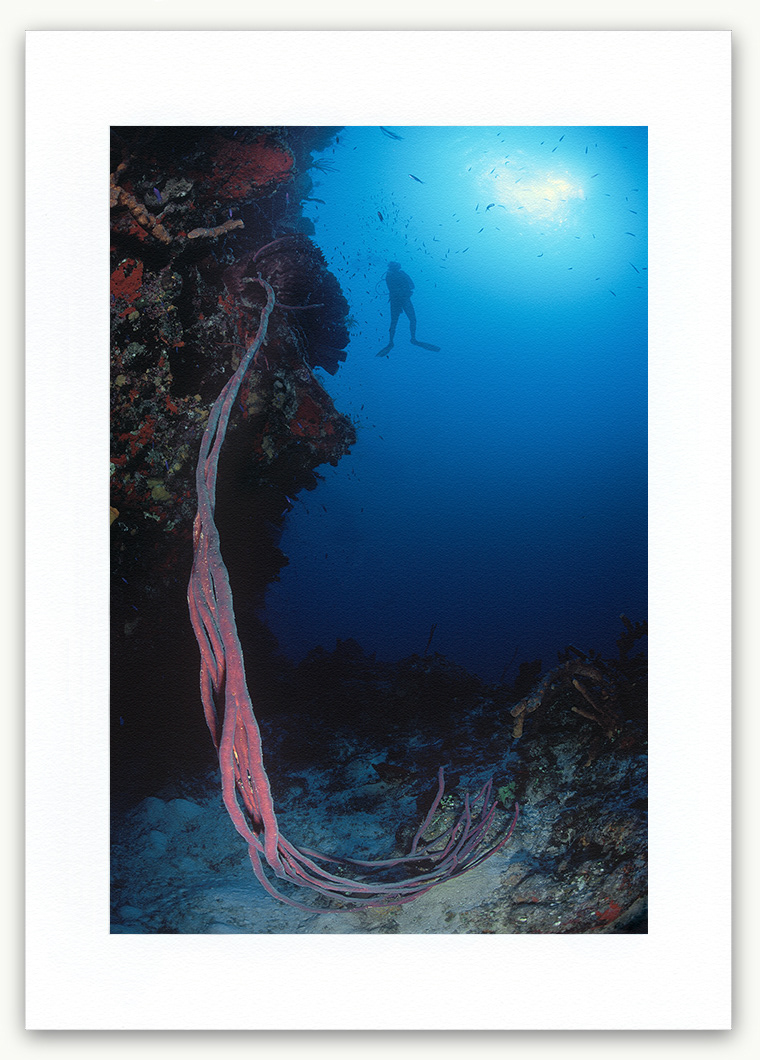 Steve Hanson Diver & Rope Sponge Art print Seven Seas Photos