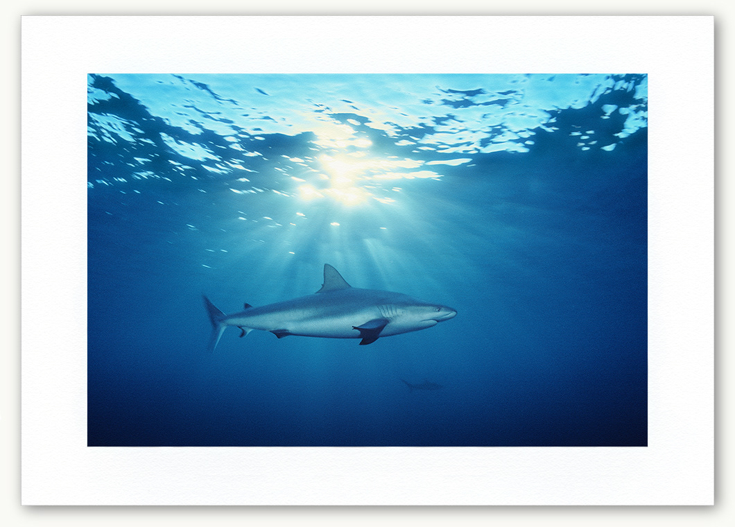 Steve Hanson Diver Photographer Shark and sunlight Art print Seven Seas Photos