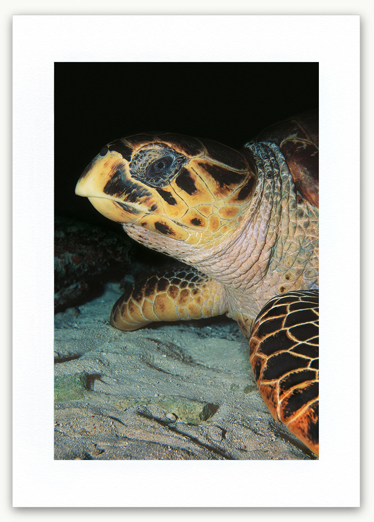 Steve Hanson Diver Photographer Hawksbill Turtle Art print Seven Seas Photos
