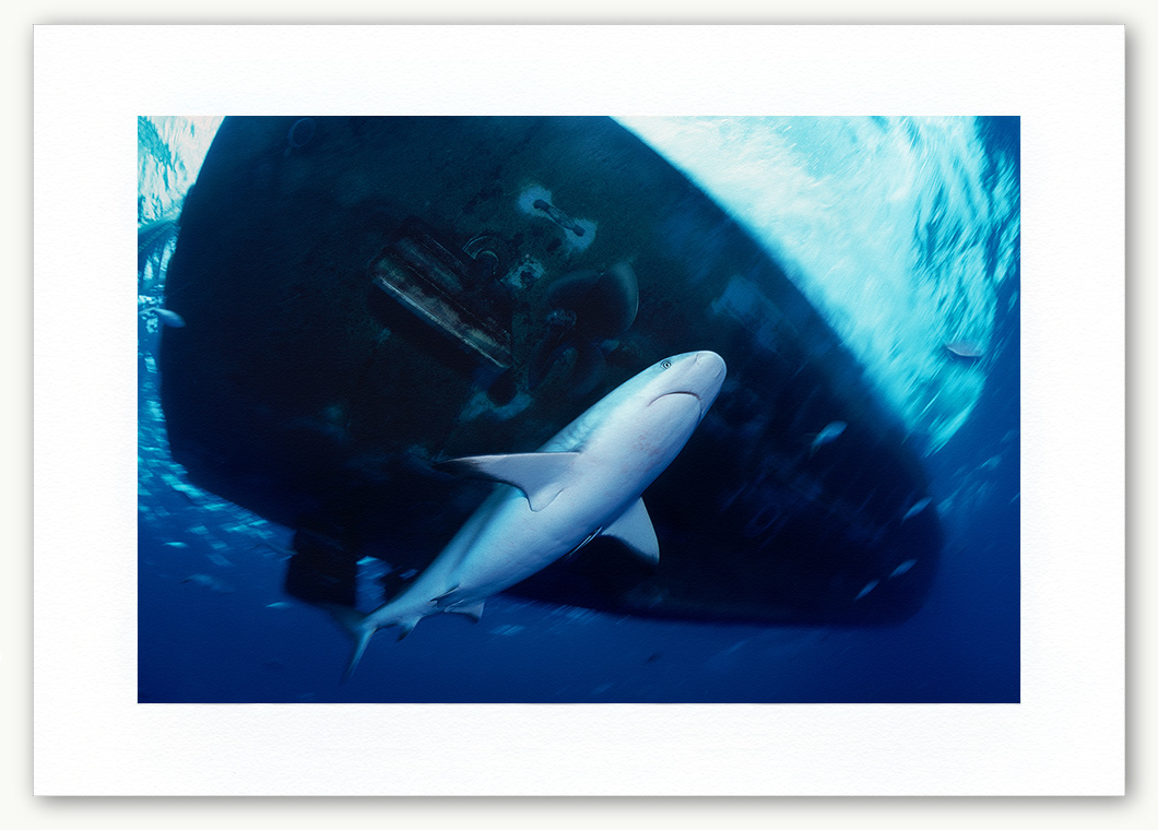 Steve Hanson Diver Photographer Shark underneath boat Art print Seven Seas Photos