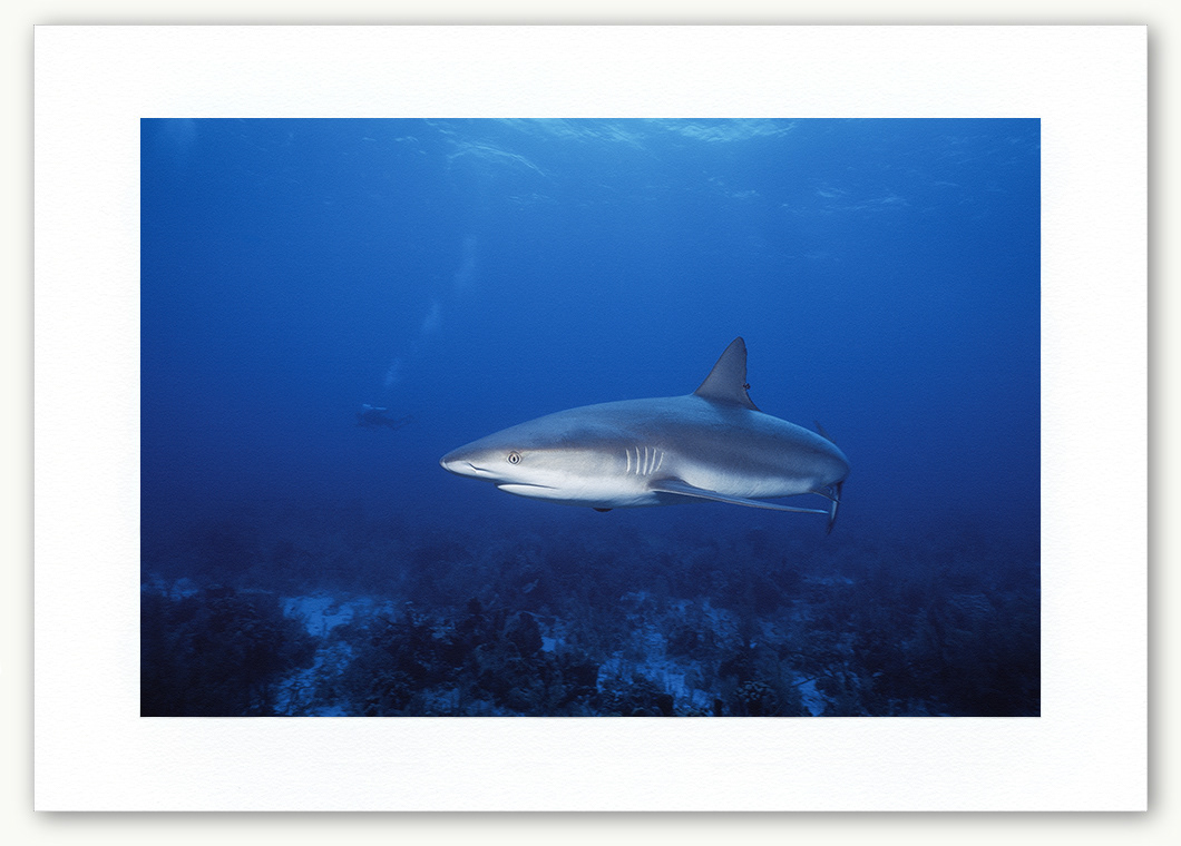 Steve Hanson Diver Photographer Shark & diver Art print Seven Seas Photos