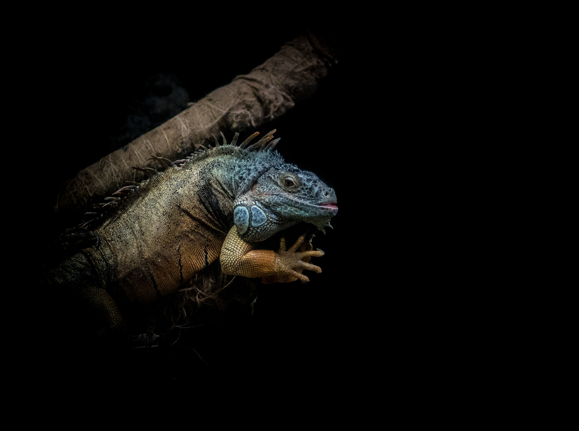 Lizard, Tokyo Zoo - Tokyo 2016