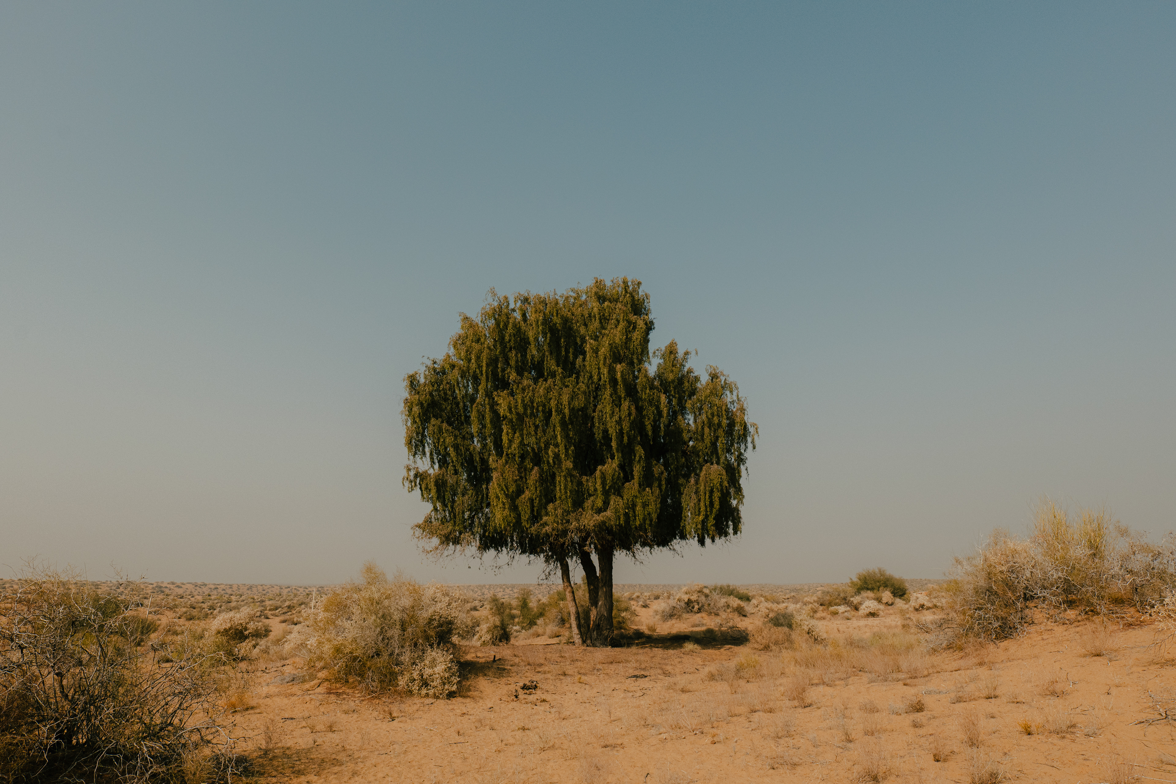 Somewhere in Longewala