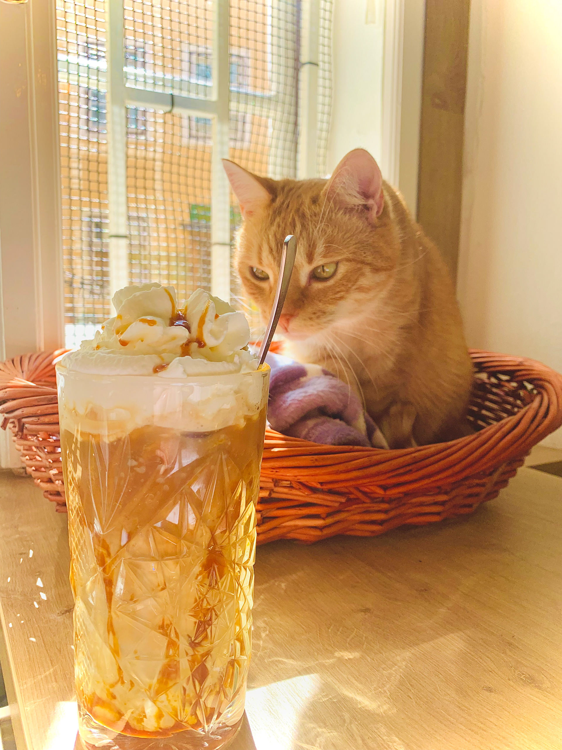 I love cats!! I took this photo at a cat cafe in Prague, CZ.