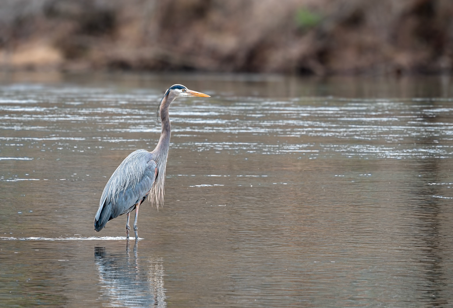 Blue Heron