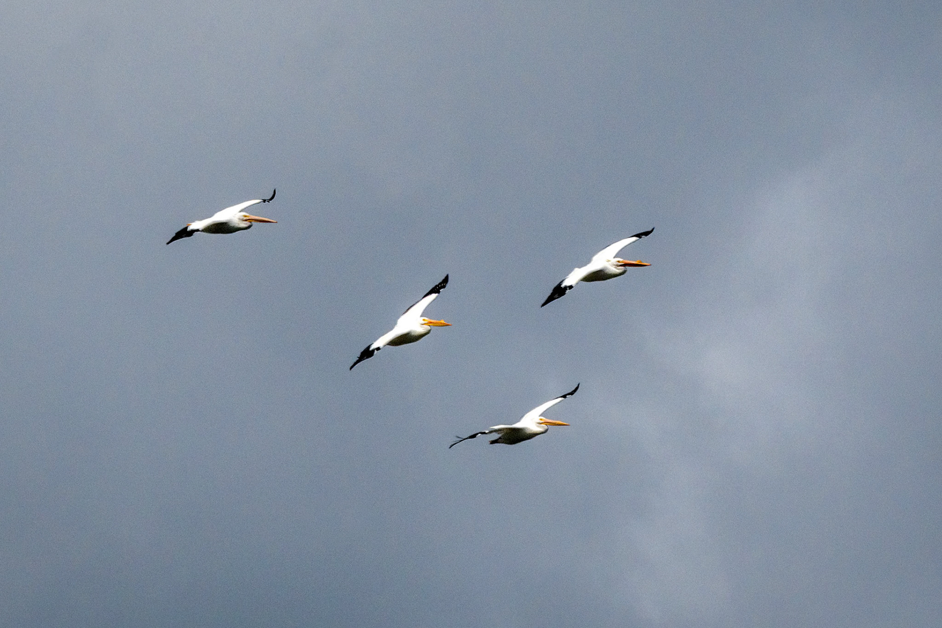 American White Pelicans