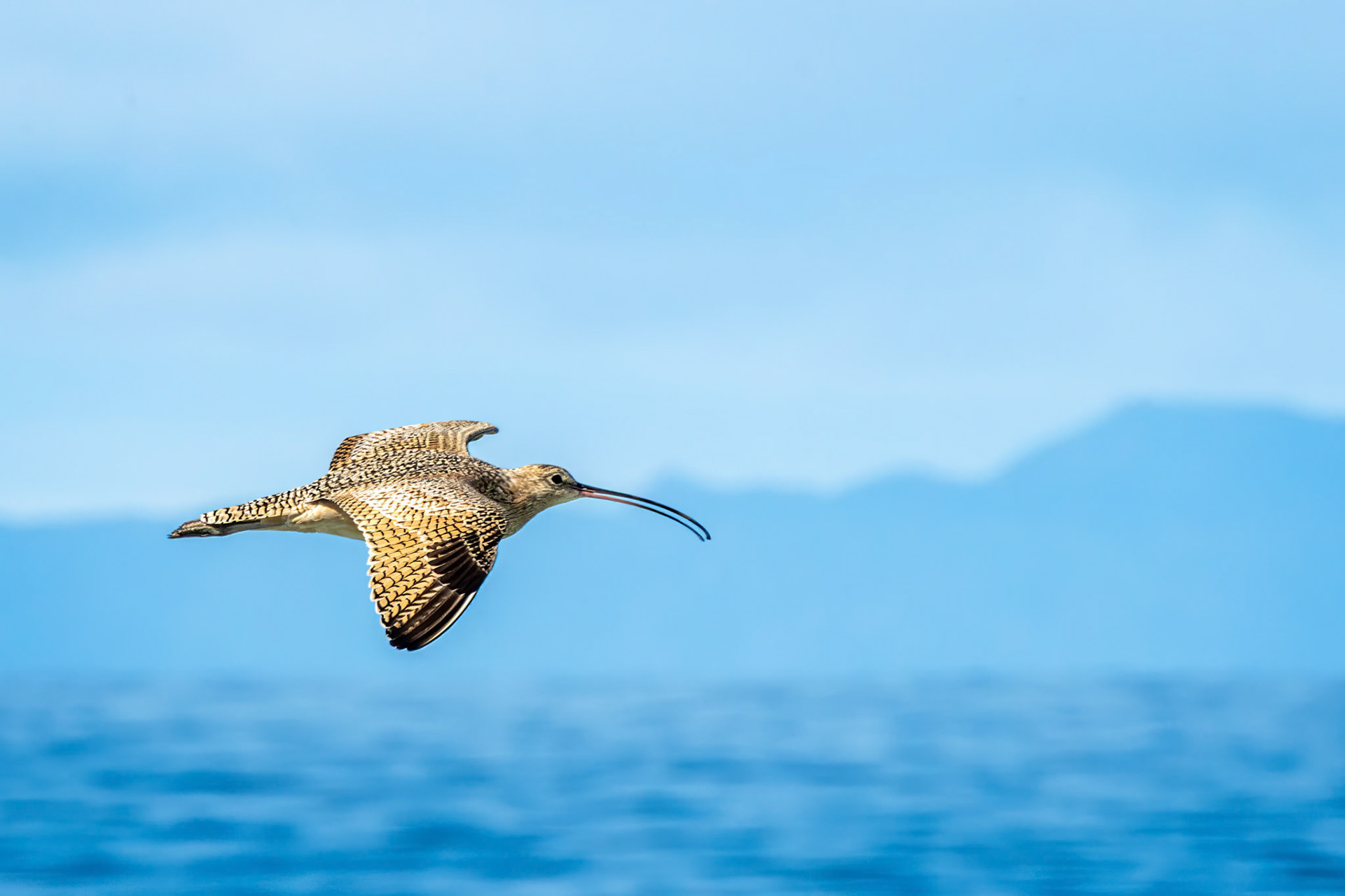 Marbled Godwit