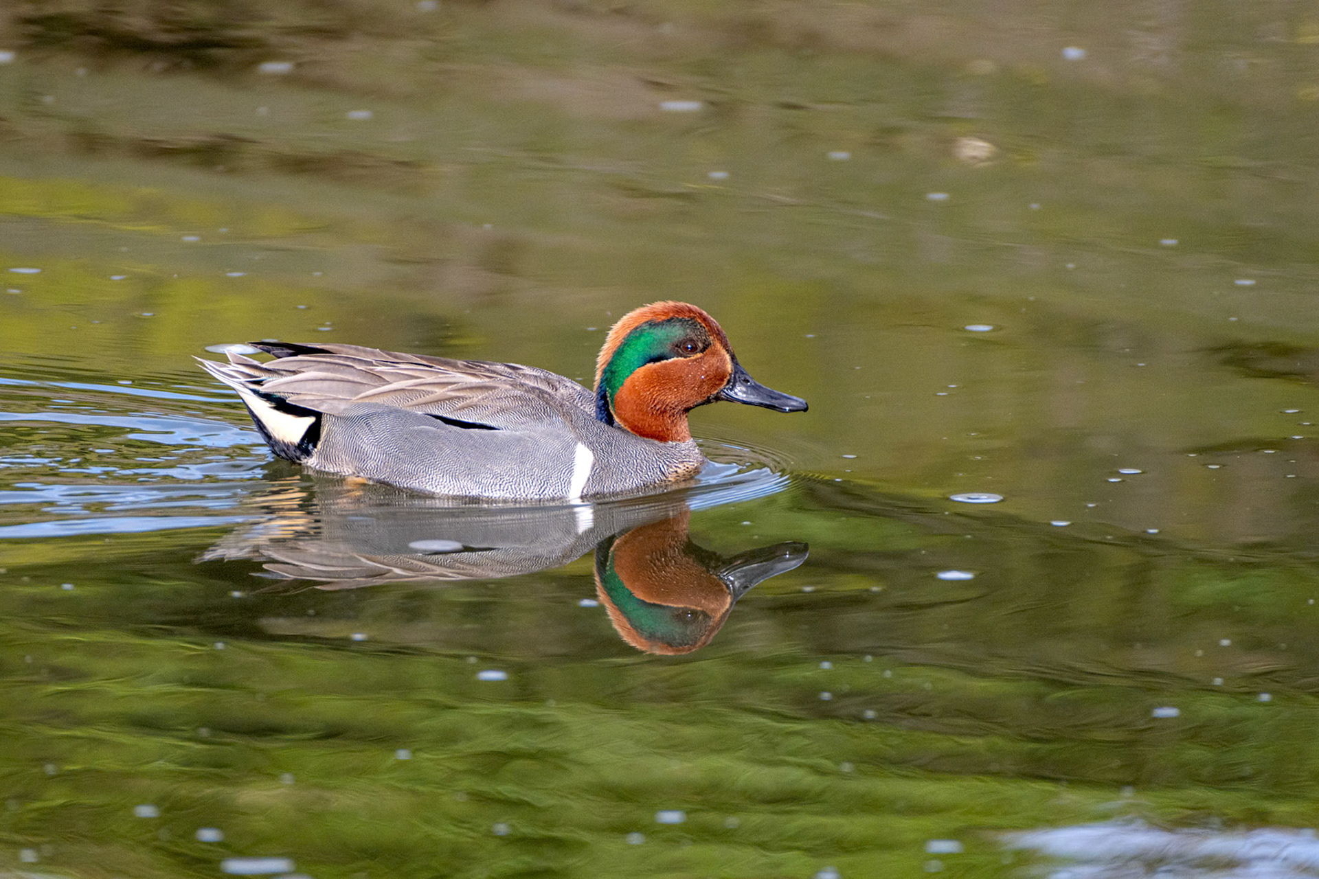 American Teal