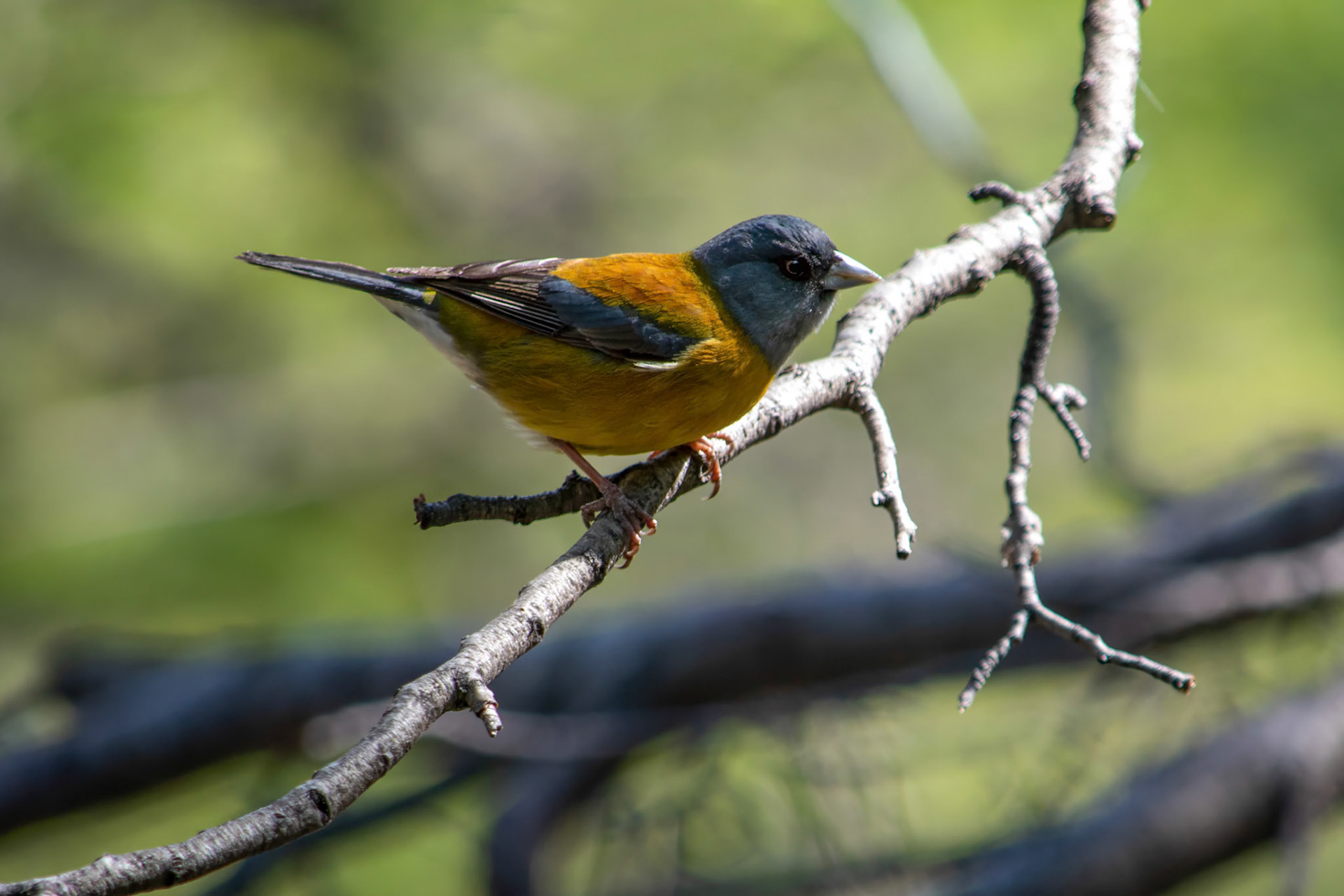 Patagonia Sierra Finch