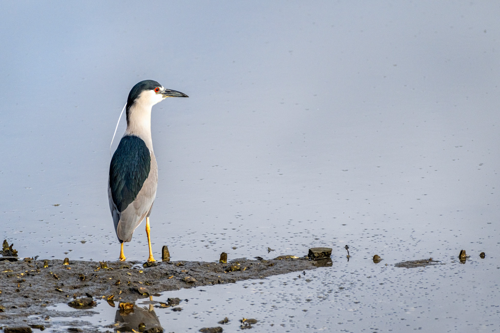 Black-crowned Night Heron