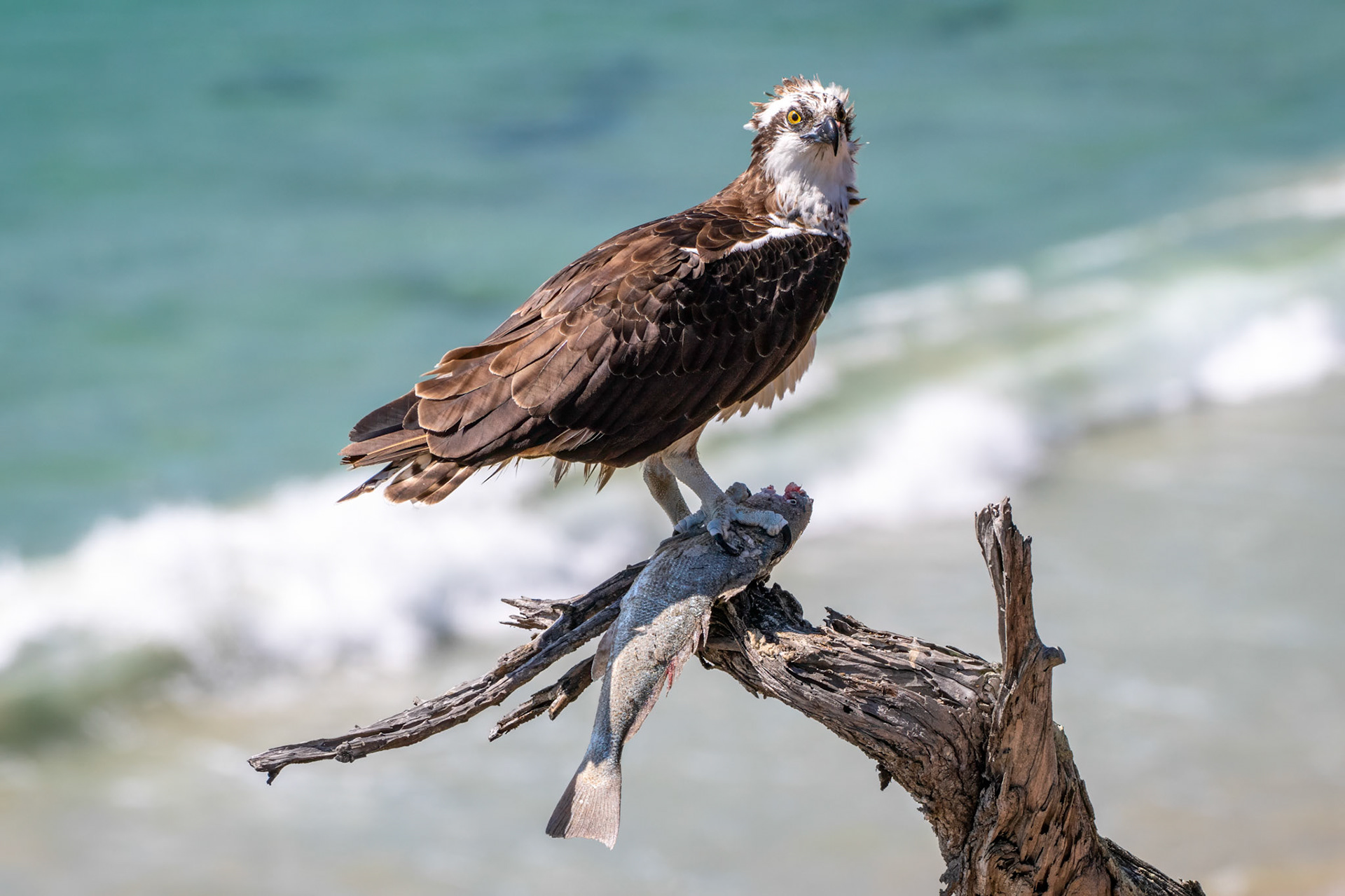 Osprey with Fish
