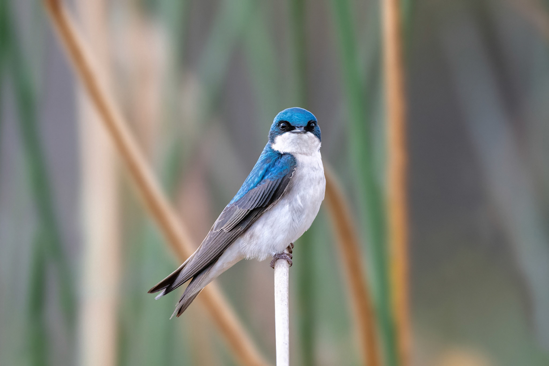 Tree Swallow
