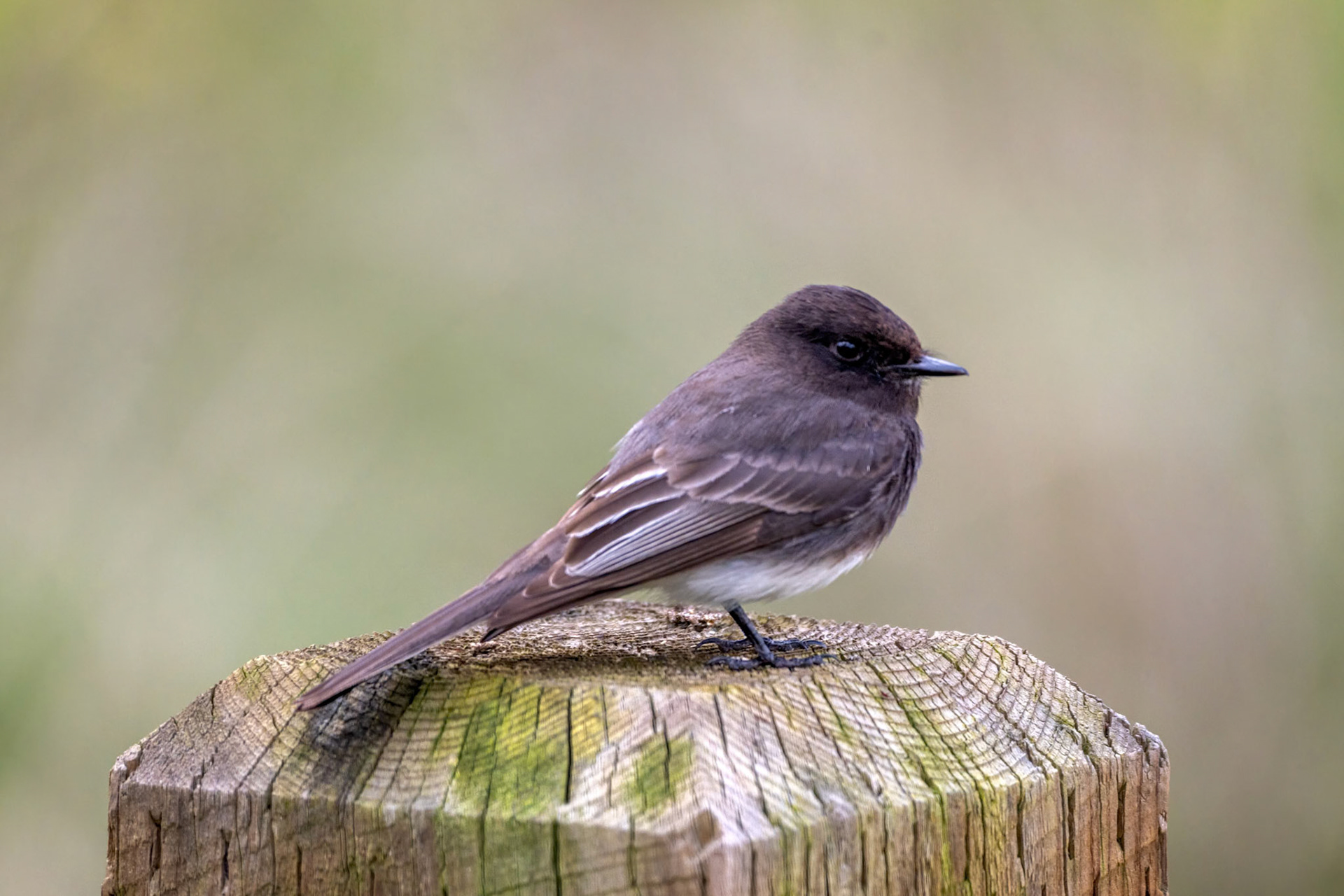 Black Phoebe