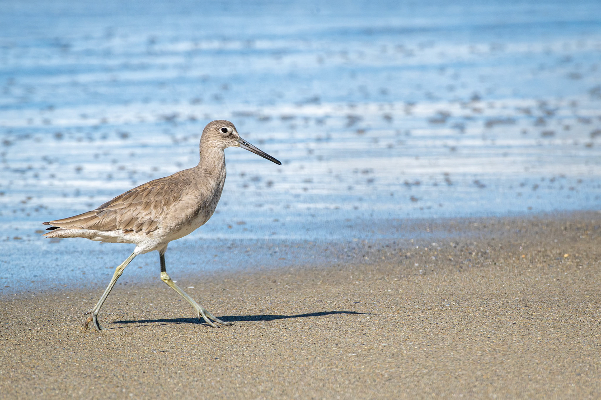 Willet (Sandpiper)