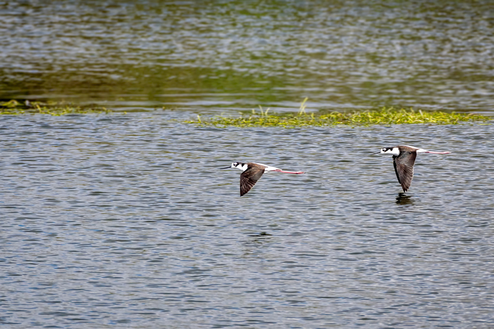 Black-necked Stilt