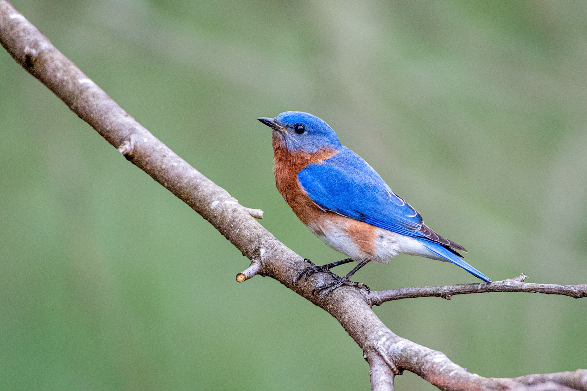 Eastern Bluebird