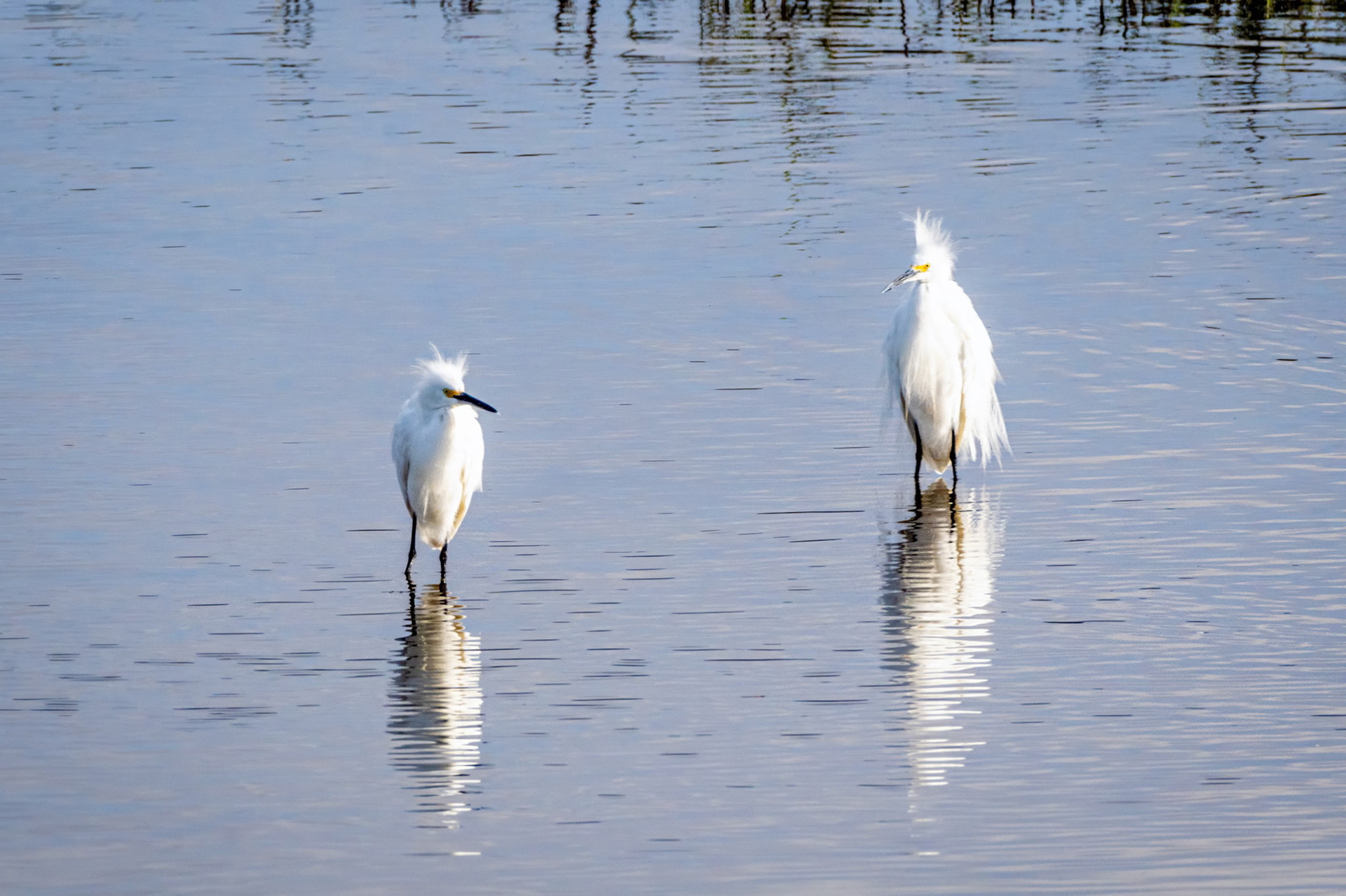 Snowy Egrets