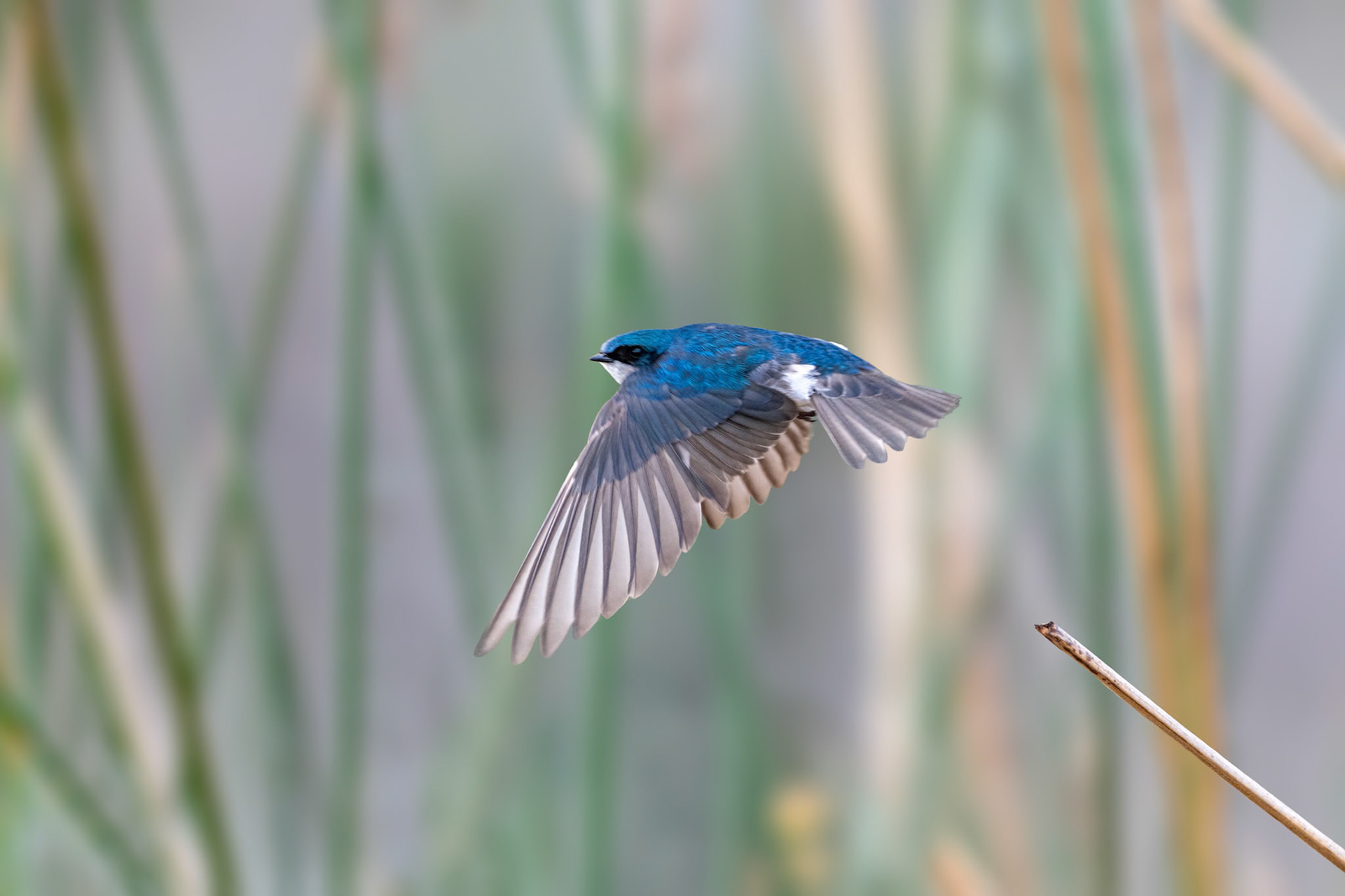 Tree Swallow