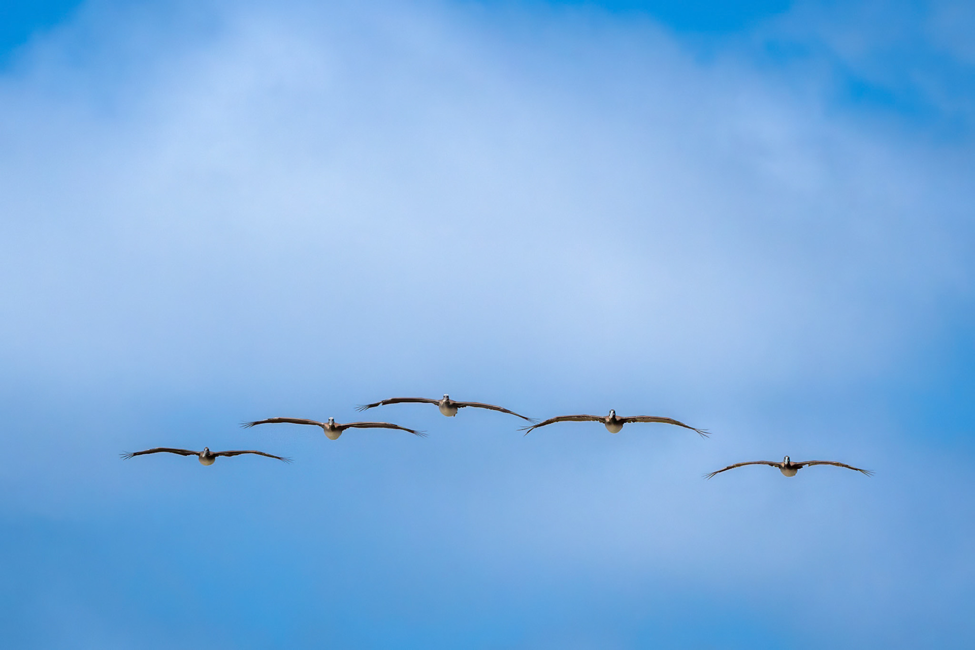 Pelicans in Flight