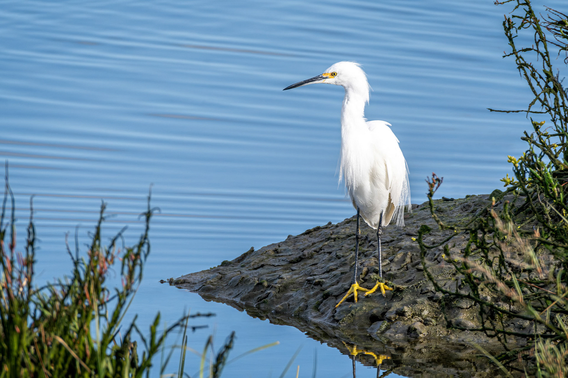 Snowy Egret