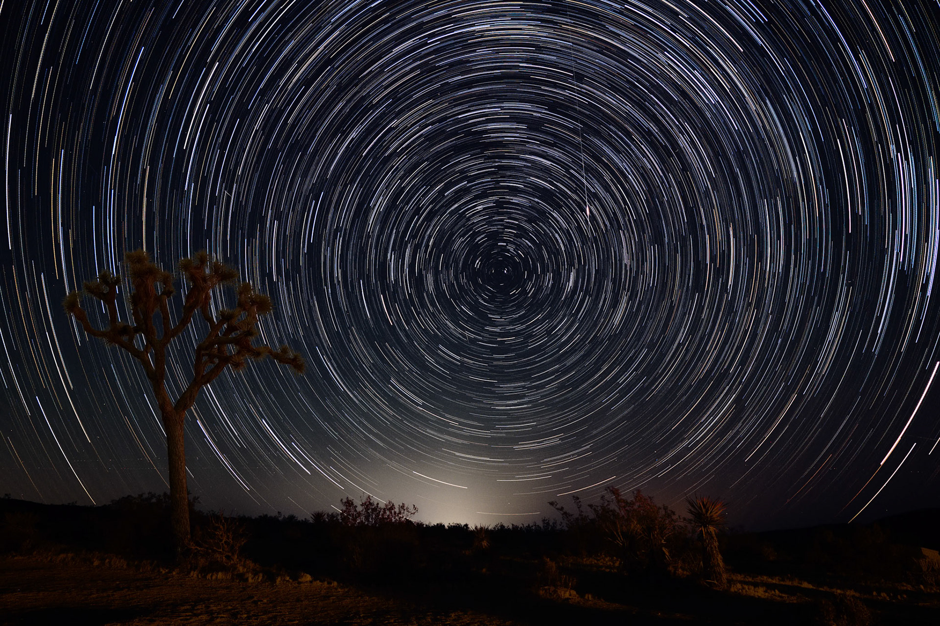 Star Trails at Joshua Tree