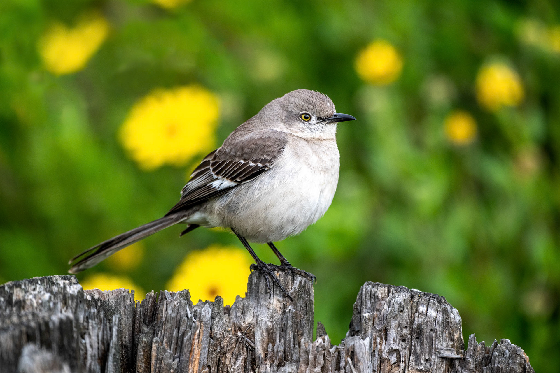 Mockingbird