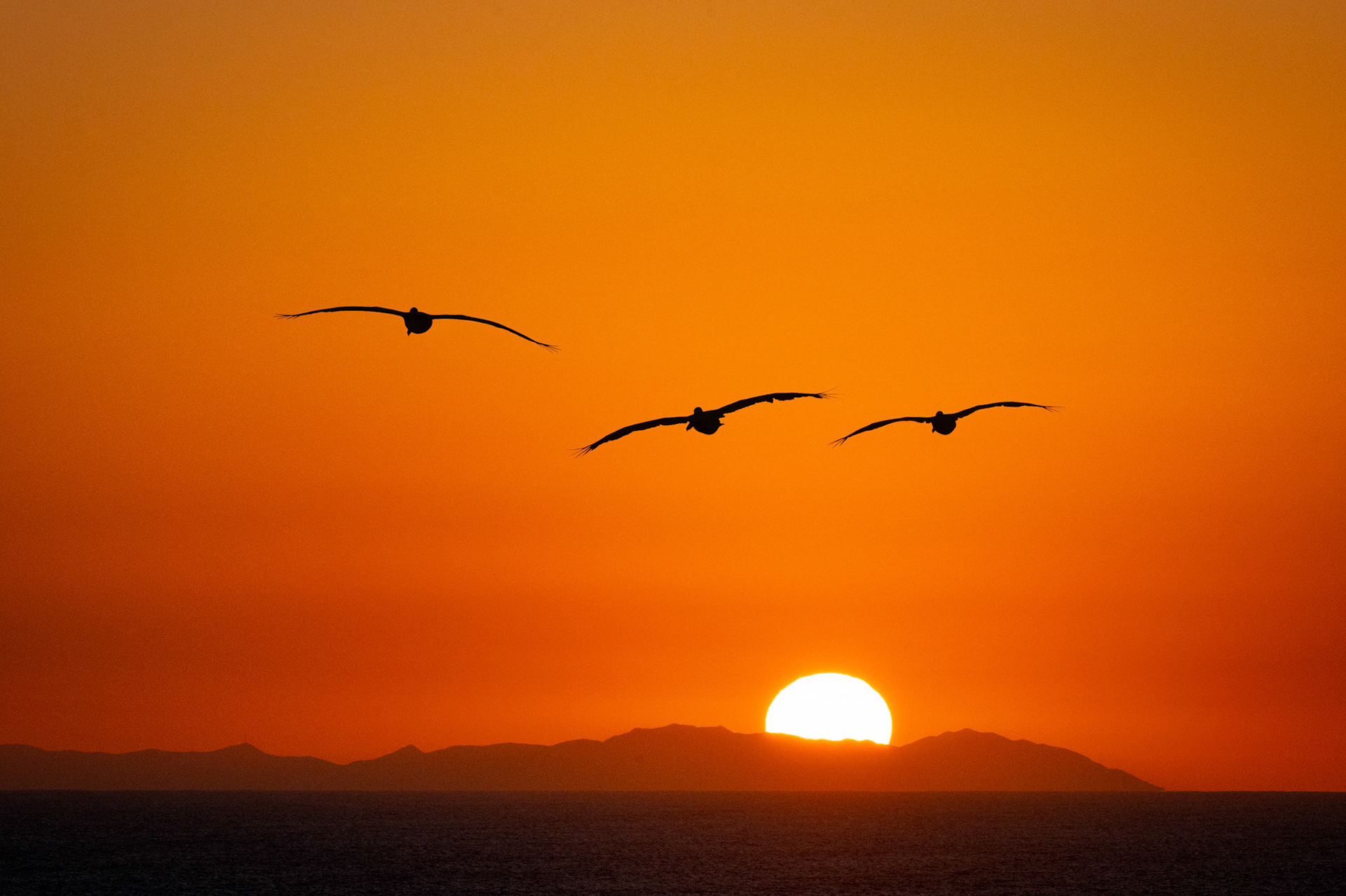 Pelicans Over Catalina Sunset