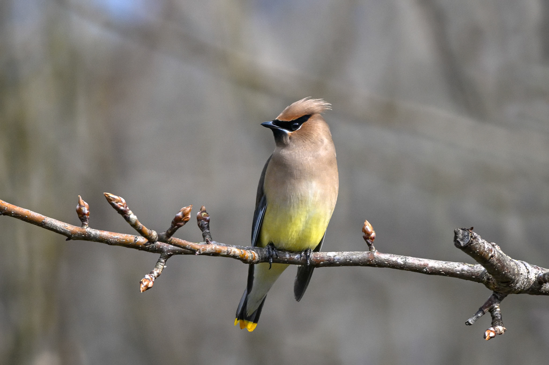 Cedar Waxwing
