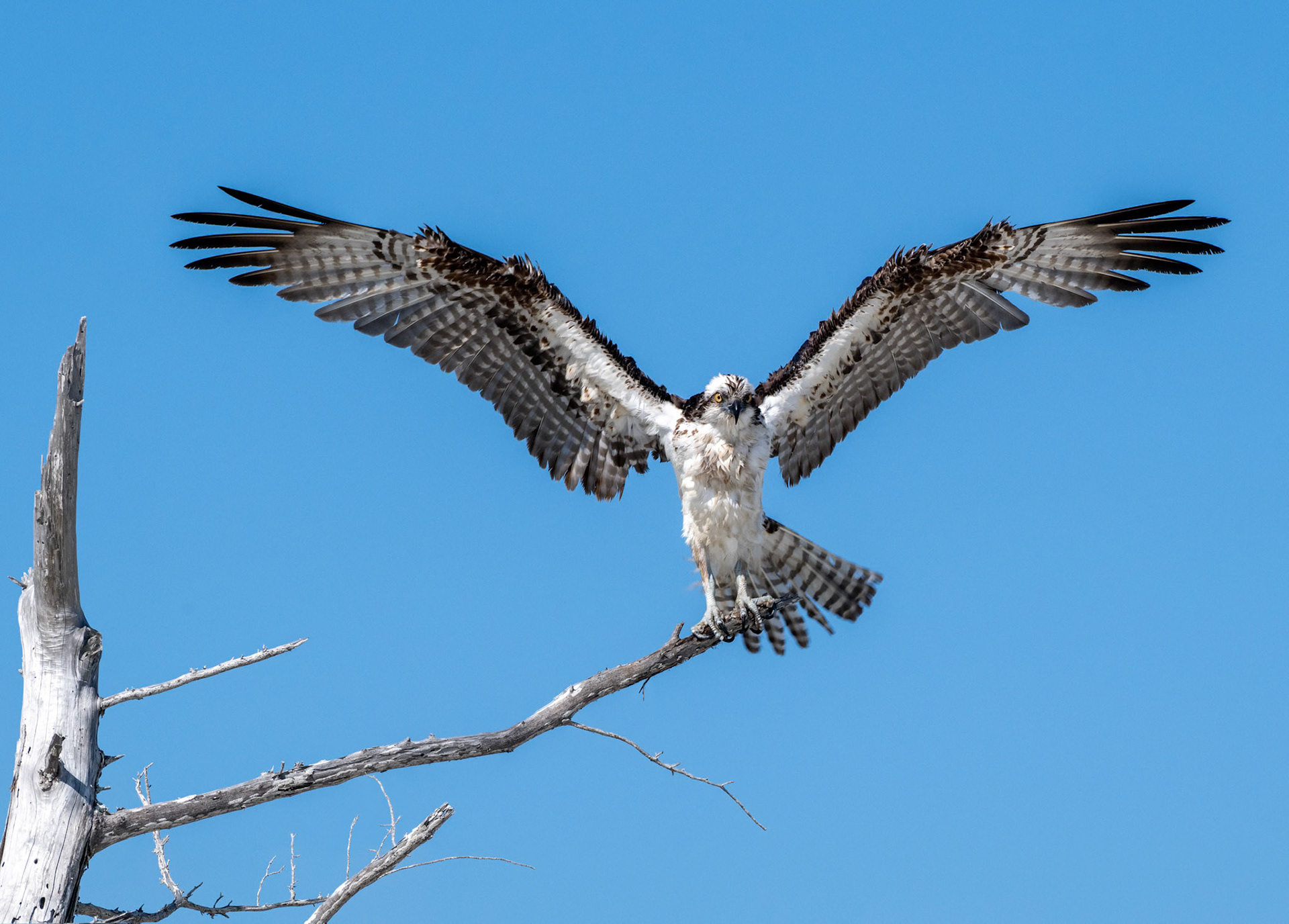 Osprey