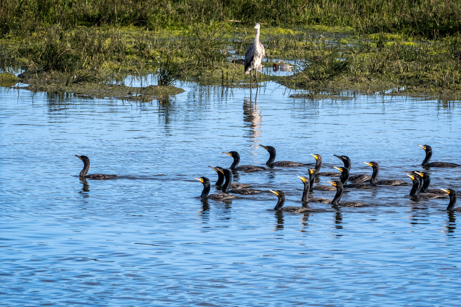 Double-crested Cormorant