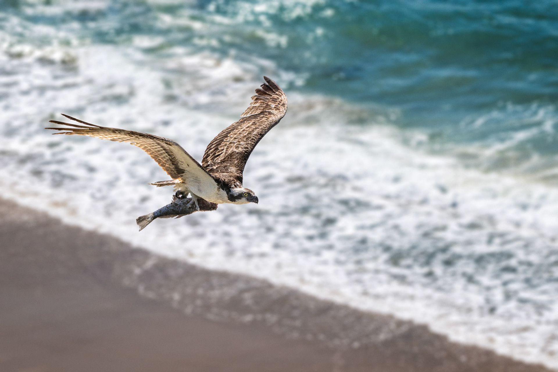 Osprey with fish